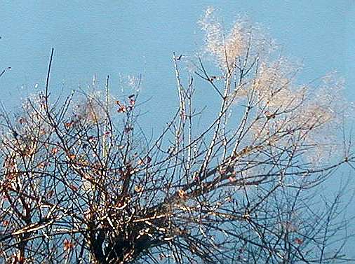 Per&uuml;ckenstrauch