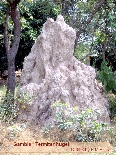 Termitenbau