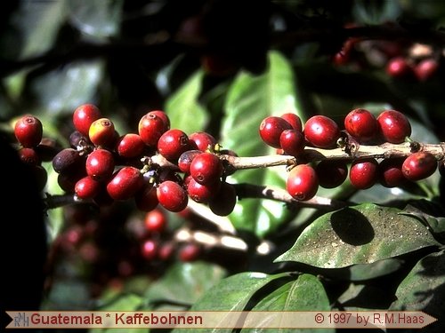 Kaffeebohnen am Strauch