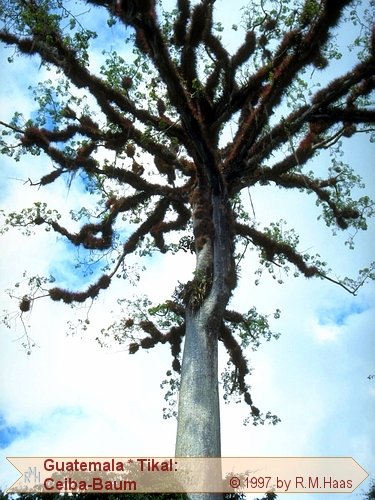 Ceiba-Baum