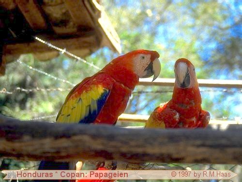 Papageien am Eingang