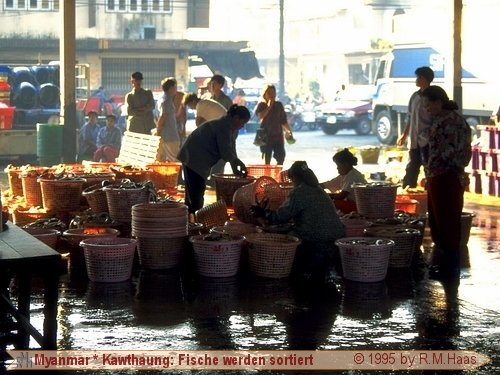 Fische werden sortiert