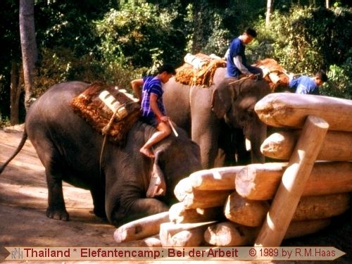 Elefanten bei der Arbeit Elefanten bei der Arbeit