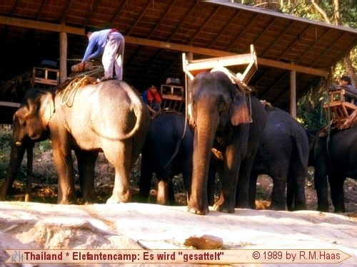 Satteln der Elefanten Satteln der Elefanten