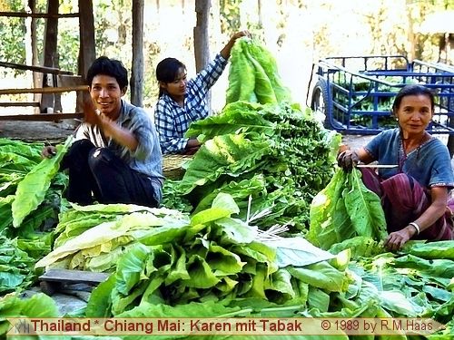 Bei den Karen wird Tabak getrocknet Bei den Karen wird Tabak getrocknet