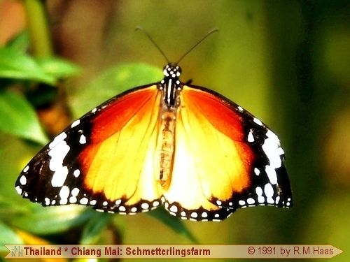 Schmetterling Schmetterling