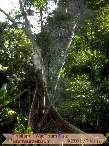 Brettwurzelbaum Brettwurzelbaum