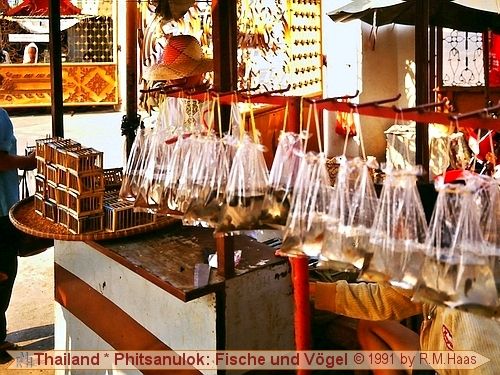 Phitsanulok - Vögel und Fische Phitsanulok - Vögel und Fische