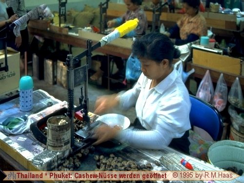 In einer Cashew-Fabrik In einer Cashew-Fabrik