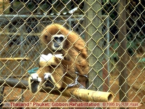 Gibbon Gibbon