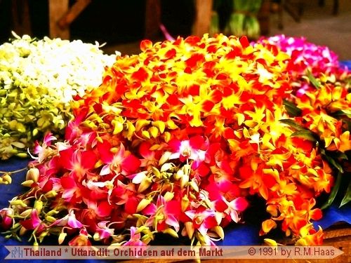 Uttaradit - Orchideen